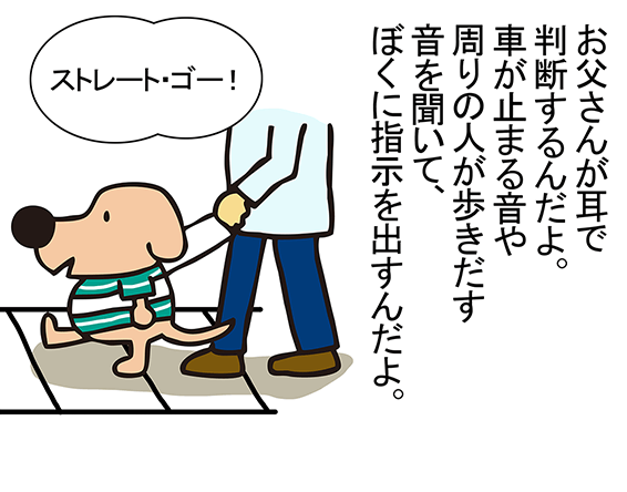 お父さんが耳で判断するんだよ。車が止まる音や周りの人が歩きだす音を聞いて、ぼくに指示を出すんだよ。「ストレート・ゴー！」