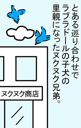 とある巡り合わせでラブラドールの子犬の里親になったヌクヌク兄弟。