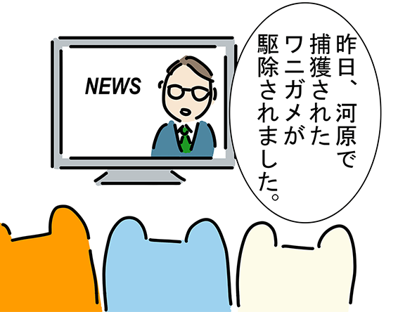 NEWS「昨日、河原で捕獲されたワニガメが駆除されました。」